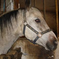 DSP Mickey Mouse R.I.P