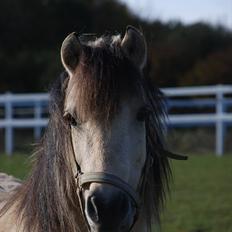 Anden særlig race Molly