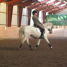 Welsh Pony (sec B) Lyngvejens Komet (solgt)