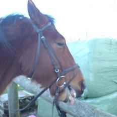 Traver Game Bird *SOLGT*