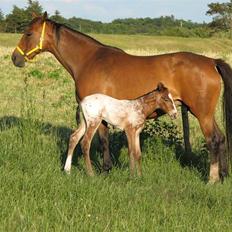 Dansk Varmblod California Skrødstrup RIP