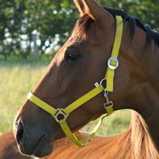 Dansk Varmblod California Skrødstrup RIP