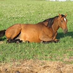 Dansk Varmblod California Skrødstrup RIP