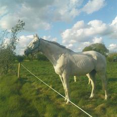 Trakehner Galico R.I.P Himmelhest