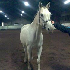 Trakehner Galico R.I.P Himmelhest