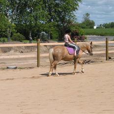 Palomino MR. Chano † 