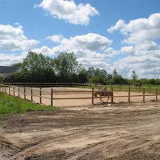 Palomino MR. Chano † 