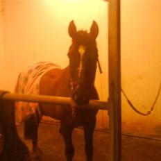 Hollandsk Sportspony Chico :* <3