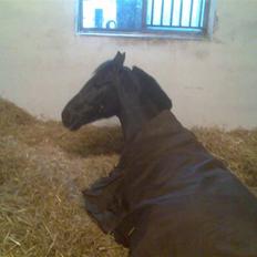 Hollandsk Sportspony Chico :* <3