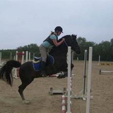 Hollandsk Sportspony Chico :* <3