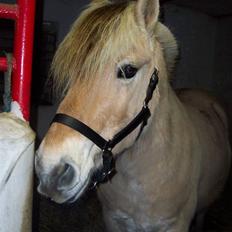Fjordhest Mads  - R I P :'( - 