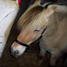 Fjordhest Mads  - R I P :'( - 