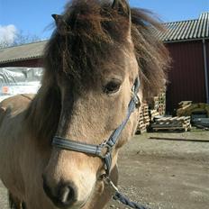 Islænder sóley fra Dalgård