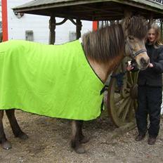 Islænder sóley fra Dalgård