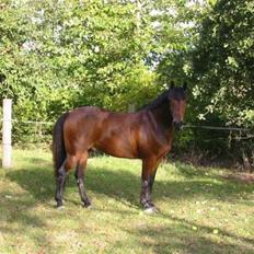 Anden særlig race Rasmus 