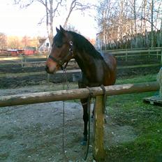 Welsh Partbred (Sec F) Got2Bee