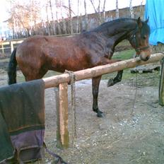 Welsh Partbred (Sec F) Got2Bee