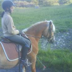 Haflinger Betti