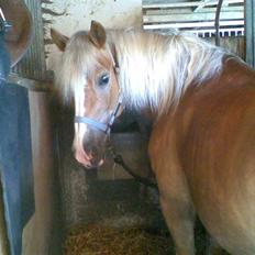 Haflinger Betti