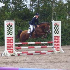 Anden særlig race Agazi (SOLGT)