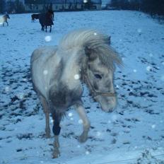 Anden særlig race Yarsmin