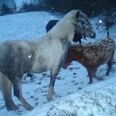 Anden særlig race Yarsmin
