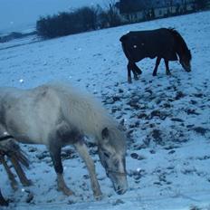 Anden særlig race Yarsmin