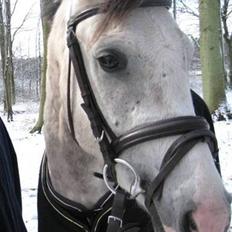 Arabisk fuldblod (OX) Saybia (solgt..)