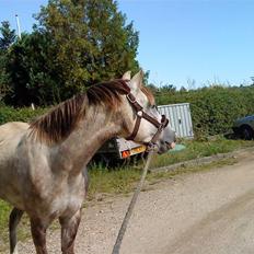 Arabisk fuldblod (OX) Saybia (solgt..)