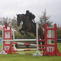 Dansk Varmblod kawos weltmeister