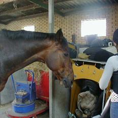 Dansk Varmblod kawos weltmeister