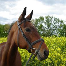 Anden særlig race Speedy
