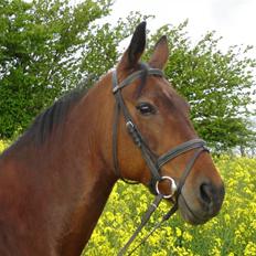 Anden særlig race Speedy