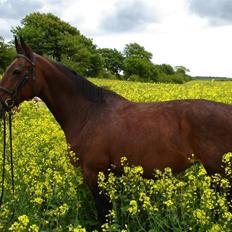 Anden særlig race Speedy