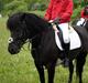 Hollandsk Sportspony Black Boy *Bedste Hest* - SAVNET!! 