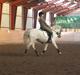 Welsh Pony (sec B) Lyngvejens Komet (solgt)