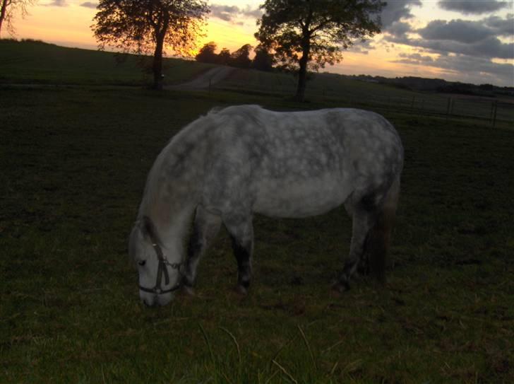 Anden særlig race : • Felix • - Min fløde bolle ude og græsse lidt på en sommerdag ved en solnedgang:) Super sødt :) Fordi du elskede græs <3 billede 12