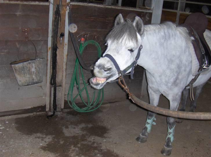 Anden særlig race : • Felix • - Der er ingen der skal komme og sige jeg Ikke kan åbne min mund xD . 2oo7 Fordi du havde humor <3 billede 13