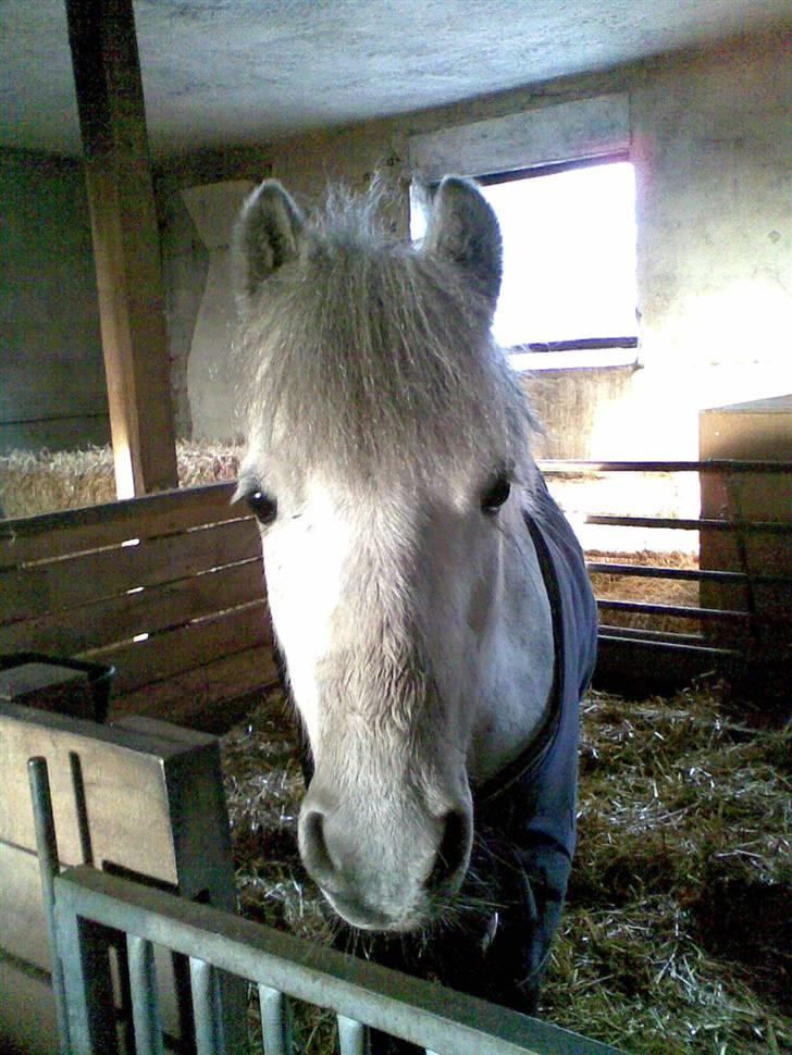 Anden særlig race : • Felix • - En kanont flot billed. Fordi du var et lille plys dyr man kunne kramme <3 billede 17