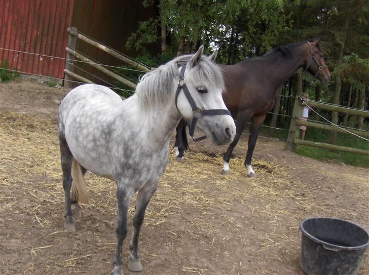 Anden særlig race : • Felix • - Har fået øje på et eller andet. 2oo7 Fordi du ser alt <3 billede 19