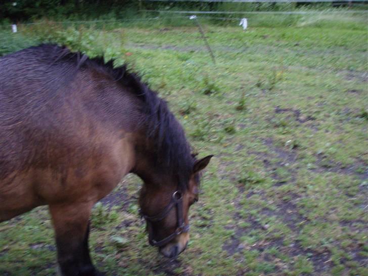 Shetlænder Musse *DØD* D'': - lidt regnvejr genere da ik´ , bare der er mad! billede 19