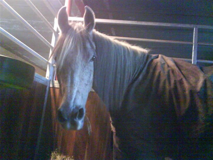 Arabisk fuldblod (OX) Chelima OX 2865 billede 1