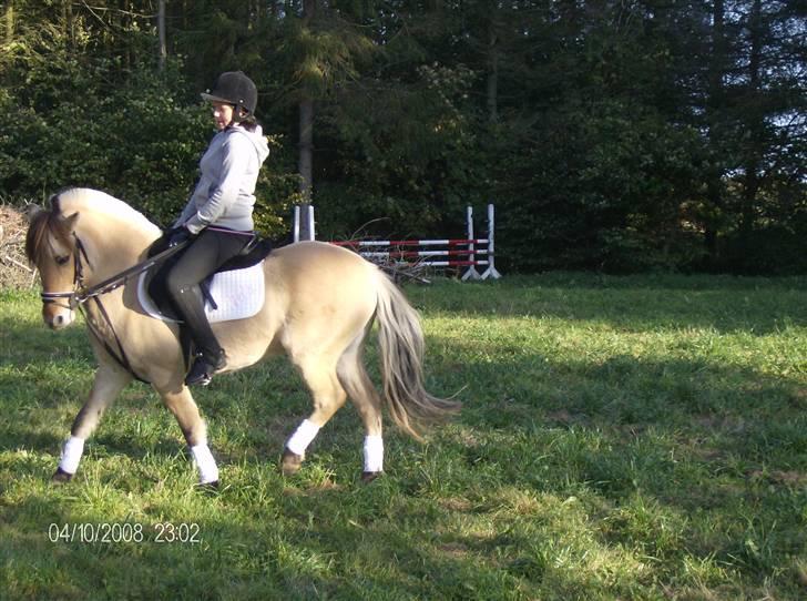 Anden særlig race Perle billede 3