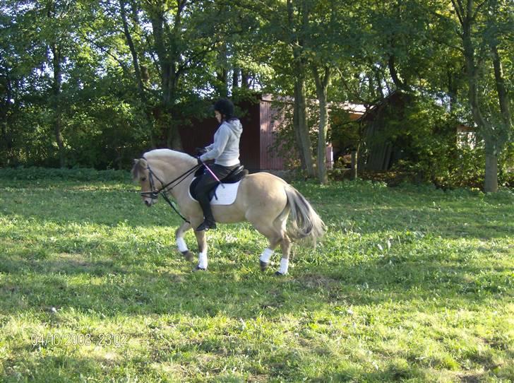 Anden særlig race Perle billede 2