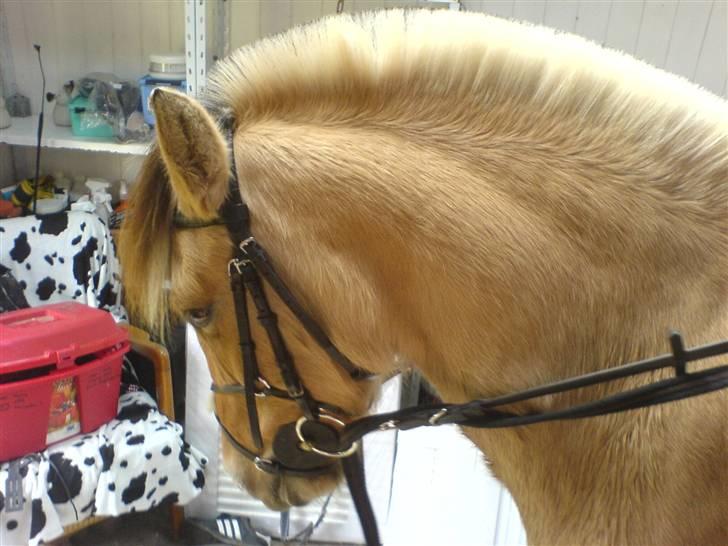 Anden særlig race Perle billede 5