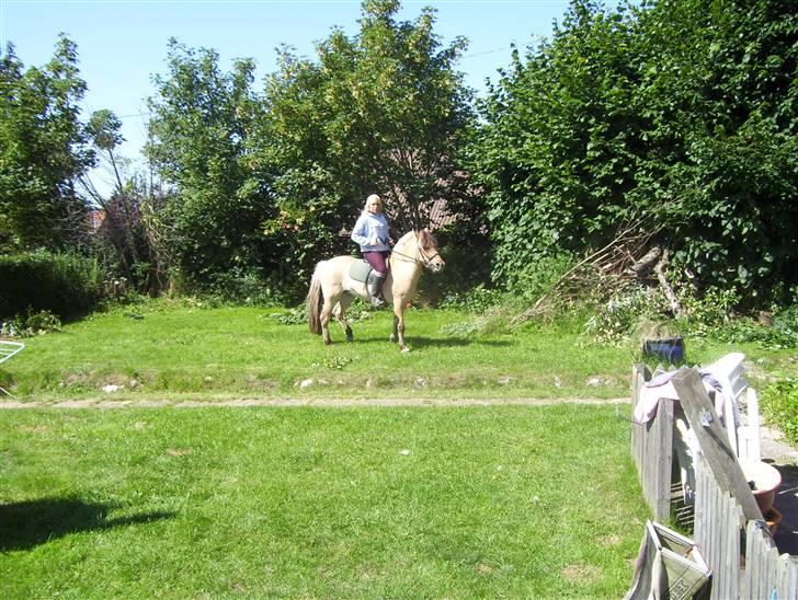 Anden særlig race Perle billede 6