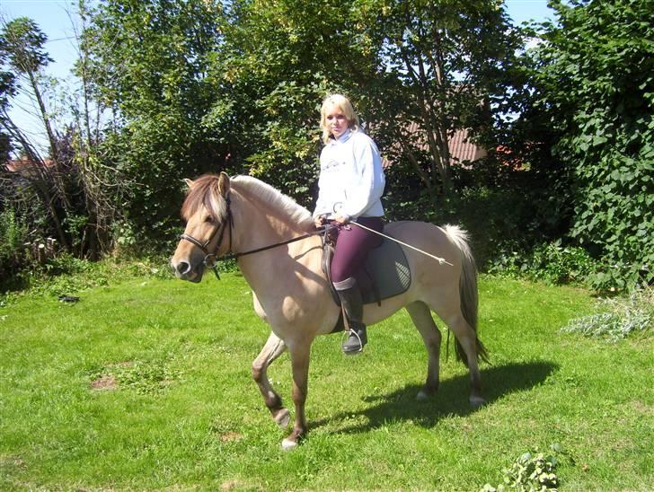 Anden særlig race Perle billede 7