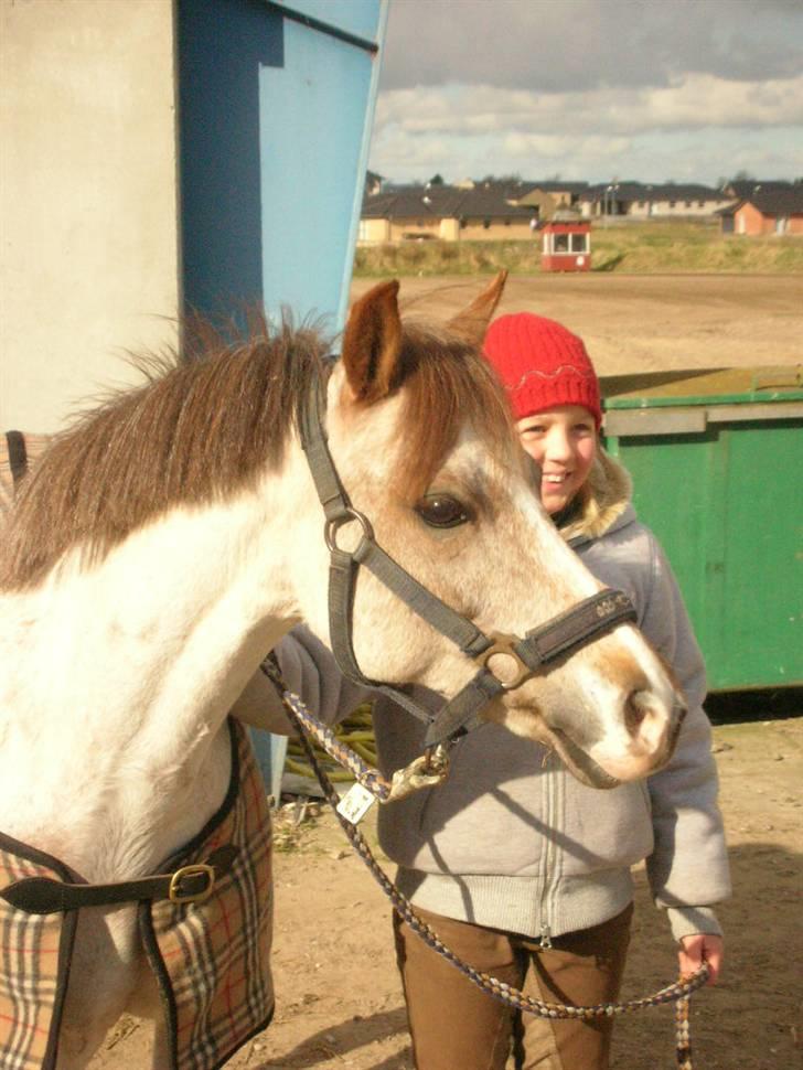Welsh Pony (sec B) Amandas ElveraSolgt:/ - På vej til stranden billede 3