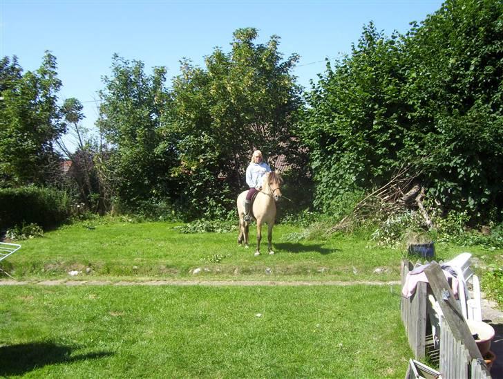 Anden særlig race Perle billede 8