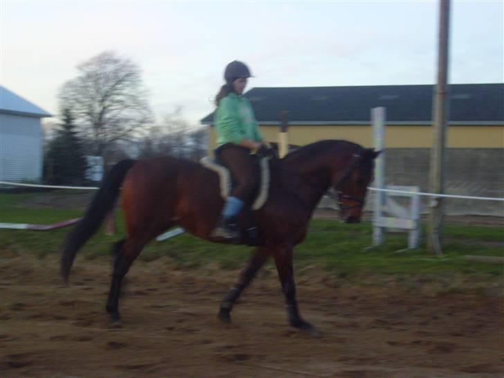 Hollandsk Varmblod Zorro - R.I.P 10/4 - 08 billede 11